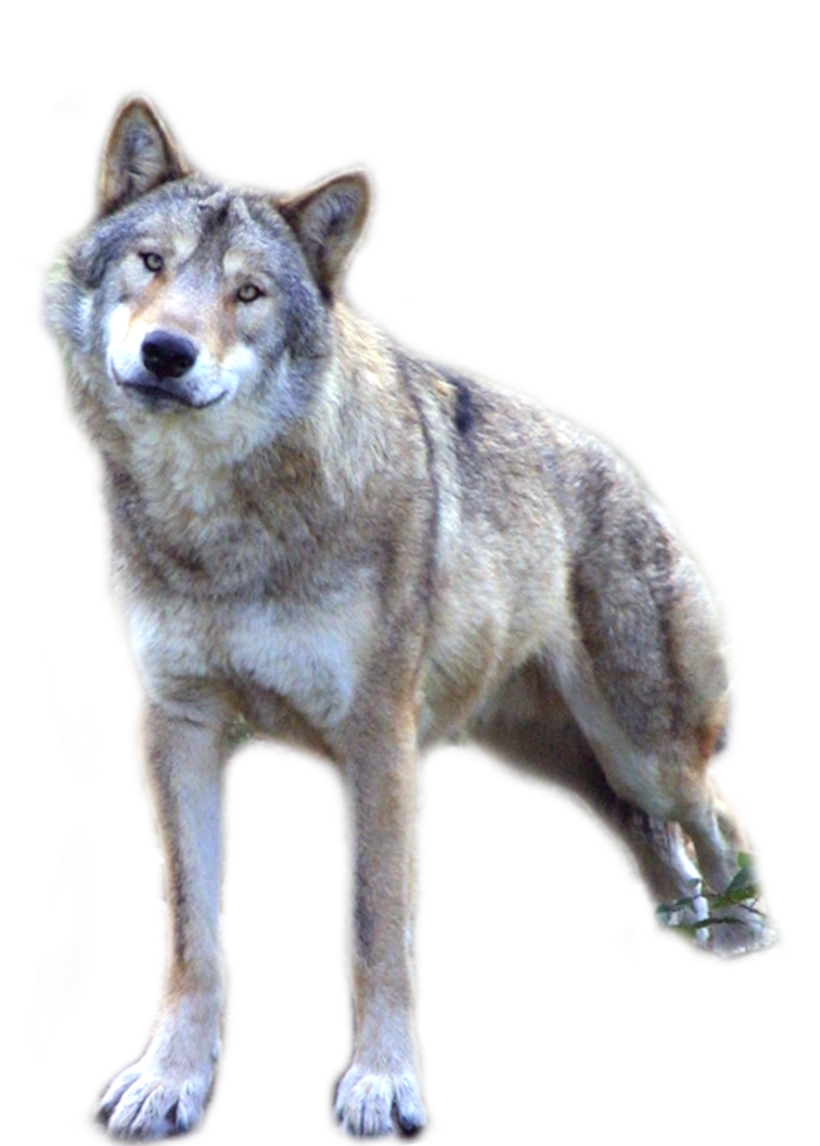 Wolf PNG Lubman Deviantart HD Free Download
