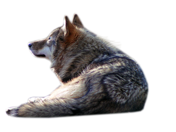 Wolf PNG Scyllawolf Deviantart  HD Free Download