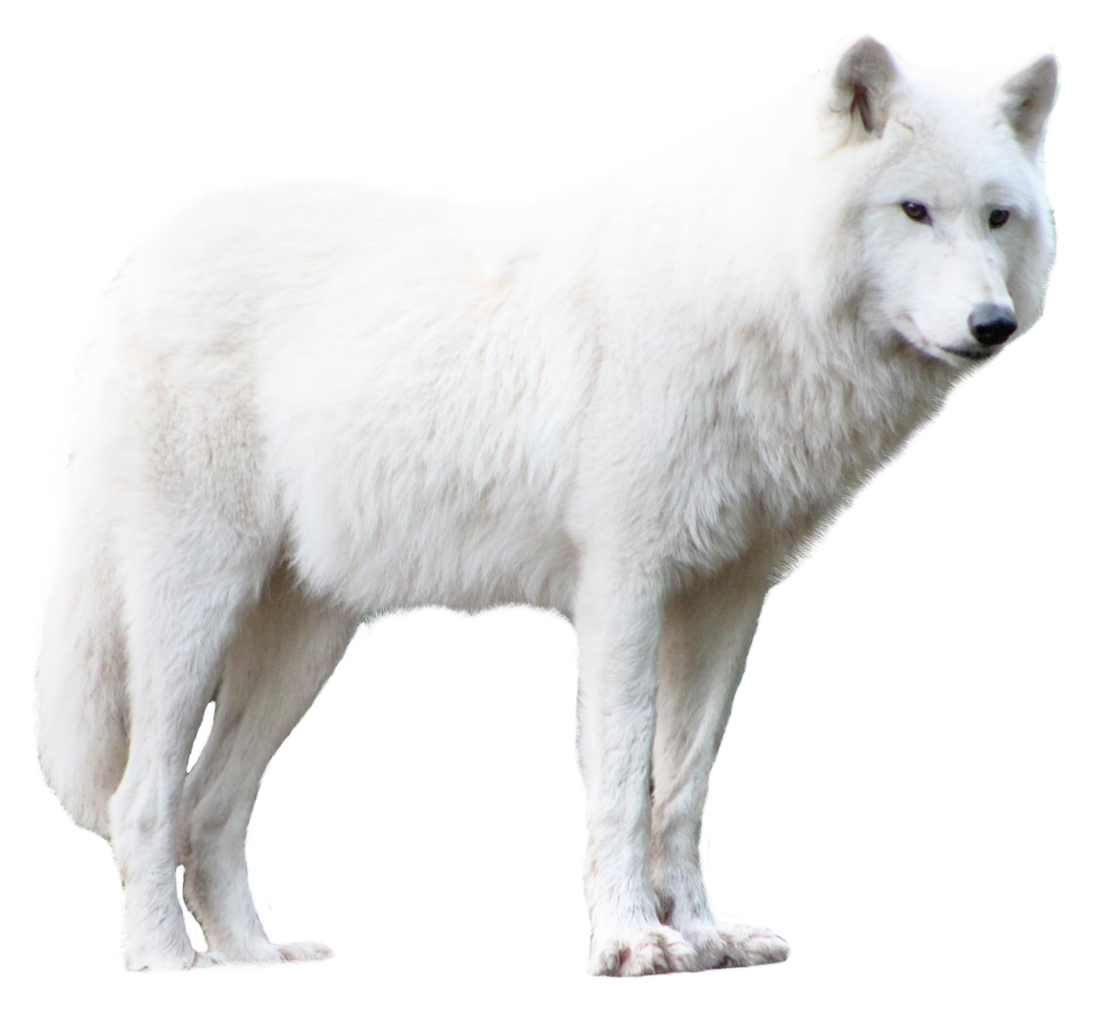 Wolf PNG Transparent Image   HD Free Download