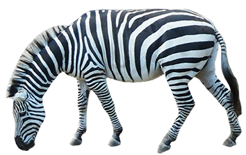 Zebra Animal Clip Art  HD Free Download