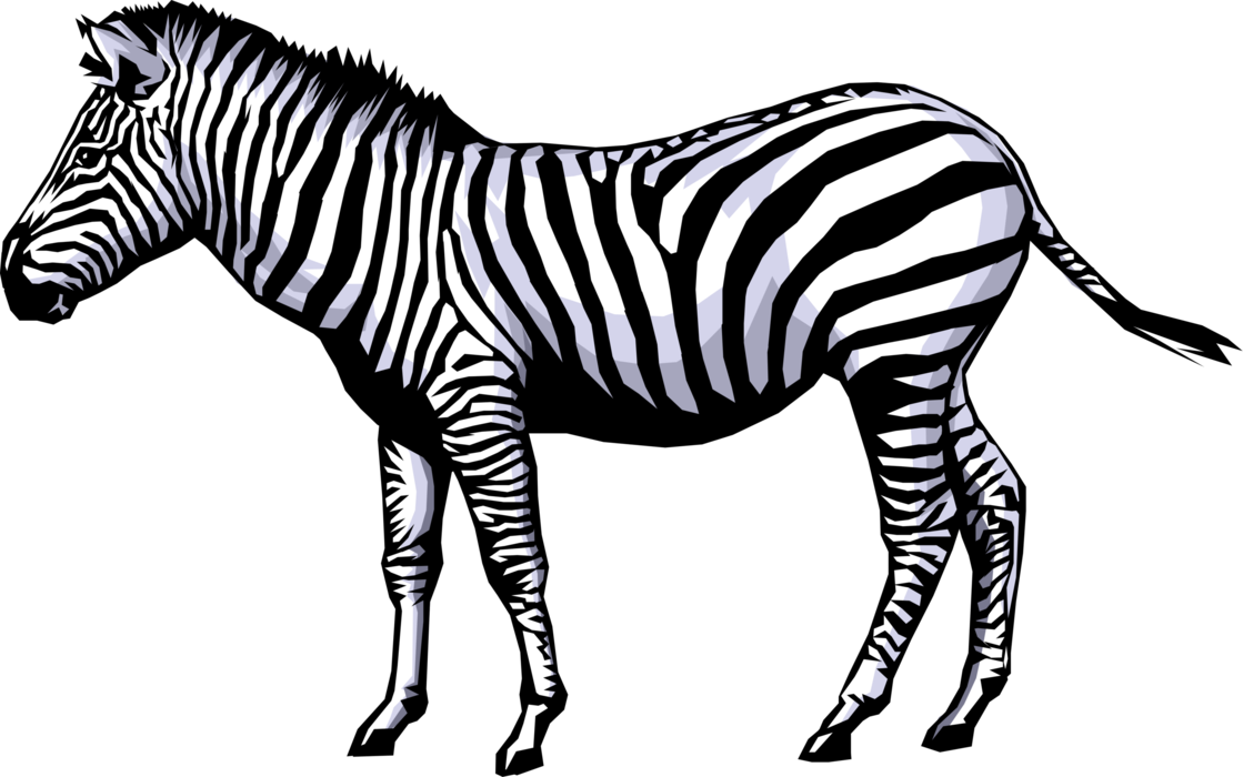 Zebra PNG Transparent Zebra Images   HD Free Download